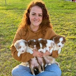 Miniature Australian Shepherd Puppies from True Spirited Aussies