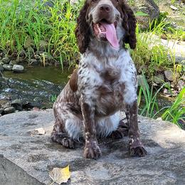 Nelli - English Springer Spaniel