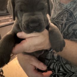 Cane Corso Puppies from Protectors in the Palms