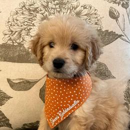Oliver - Cream male Goldendoodle puppy in The Woodlands, Texas from Gracie's Goldendoodles and Bernedoodles