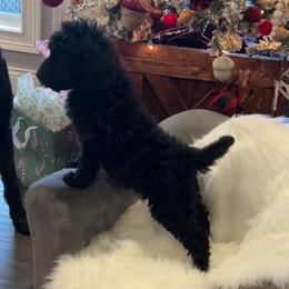 Orange - Black male Poodle puppy in Hamilton, Ohio from Grandview Farm