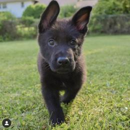 German Shepherd Puppies from North Mountain Kennels