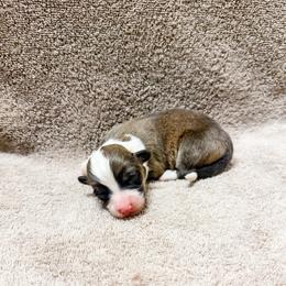 Tootsie (Fluffy) - Red female Pembroke Welsh Corgi puppy in Phelan, California from Desert Sunset Pembroke Welsh Corgis