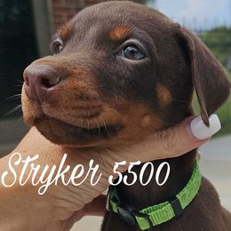 Stryker - 5500 - Red and rust male Doberman Pinscher puppy in Aurora, Indiana from Double-Take Doberman Kennels
