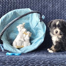 Bunny - Black tri female Miniature Australian Shepherd puppy in Gainesboro, Tennessee from Family Tradition