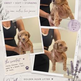 Lilac - Red  female Goldendoodle puppy in Spring, Texas from The Doodle Den