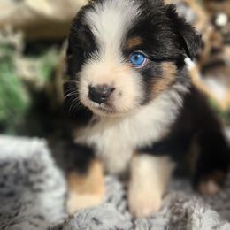 Btf2 (blue eye) - Black tri female Miniature Australian Shepherd puppy in Lakeland, Florida from Sunshine Mini Aussies