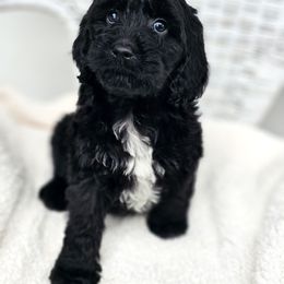 Australian Labradoodle, Cockapoo, Goldendoodle, and Labradoodle Puppies from Dessie's Doodles