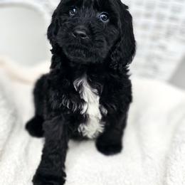 Australian Labradoodle, Cockapoo, Goldendoodle, and Labradoodle Puppies from Dessie's Doodles
