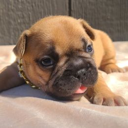 Brown Collar - Fawn male French Bulldog puppy in Puyallup, Washington from Ohana Bulldogs PNW