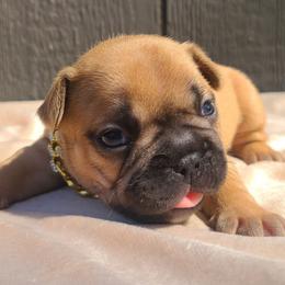 Brown Collar - Fawn male French Bulldog puppy in Puyallup, Washington from Ohana Bulldogs PNW