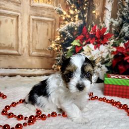 AKC Bandit 3300 - Black tan and white male Biewer Terrier puppy in Nicholls, Georgia from Southeast Biewers