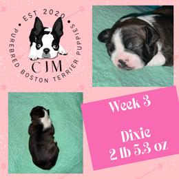 Dixie - Black and white female Boston Terrier puppy in Jupiter, Florida from CJM Boston and Boxer Puppies