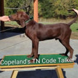 Code talker - Redbone Coonhound