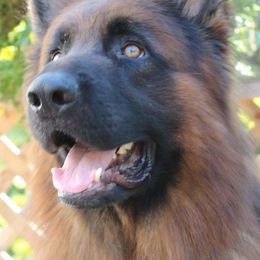 German Shepherds from Racherbach Kennels