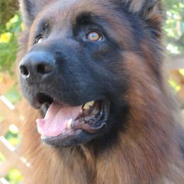 German Shepherds from Racherbach Kennels