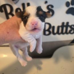 Parker - Parti male Yorkshire Terrier puppy in Clermont, Florida from Bella's Prissy Butts