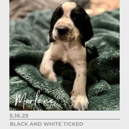 Marlene Dietrich - Black and white female English Springer Spaniel puppy in Arcadia, Florida from Redemption Fields Springer Spaniels