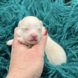 Yetti - Cream male Pomeranian puppy in Franklin, North Carolina from A&J Cutie Pawtooties