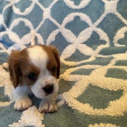 Cavalier King Charles Spaniel Puppies from Dawson’s Creek Breeding