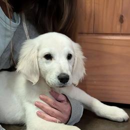 Walnut - Light golden male Golden Retriever puppy in Lakeside, Arizona from Tall Pines Goldens