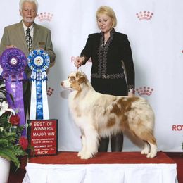 August - Australian Shepherd