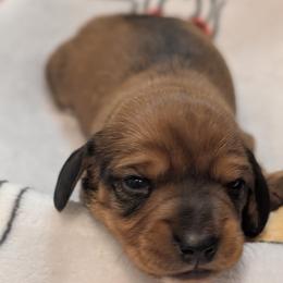 Girl born 4th - Sable female Dachshund puppy in Bunnell, Florida from Briana's Dachshunds