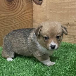 Max - Red male Pembroke Welsh Corgi puppy in Adairsville, Georgia from R&R Corgis