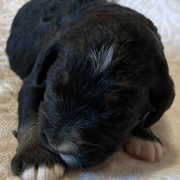 Bernedoodle and Bernese Mountain Dog Puppies from Bernese Home