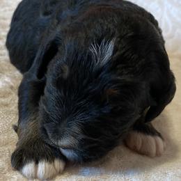 Bernedoodle and Bernese Mountain Dog Puppies from Bernese Home