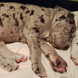 Great Dane Puppies from Waldhaus