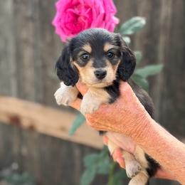 Sadie - Black and cream female Dachshund puppy in California from Longboard Dachshunds