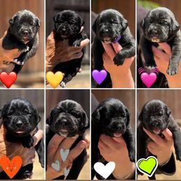 Girl 6 - Black female Cane Corso puppy in San Francisco, California from Solo Uno Cane Corso