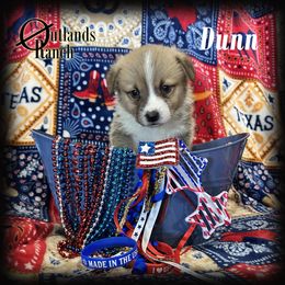 Dunn - Red male Pembroke Welsh Corgi puppy in Anson, Texas from Outlands Ranch