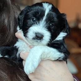 Ash - Black and white male Aussiedoodle puppy in Jackson, Tennessee from Dinah Doodles and Aussies