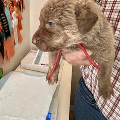 Red - Deadgrass female Chesapeake Bay Retriever puppy in North Port, Florida from Whispering Oak Chesapeakes