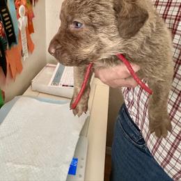 Red - Deadgrass female Chesapeake Bay Retriever puppy in North Port, Florida from Whispering Oak Chesapeakes