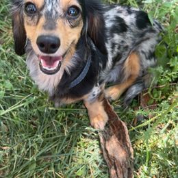 Rosie - Dachshund