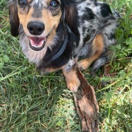 Rosie - Dachshund