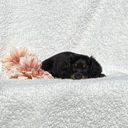 Peanut - Black and tan female Dachshund puppy in Terre Hill, Pennsylvania from Pine Grove Dachshund