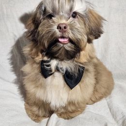 Shih Tzu Puppies from Adrianas Beautiful Shitzu’s