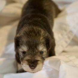 Ms. Violet - Liver female Miniature Schnauzer puppy in Pensacola, Florida from Reservoir Dogs
