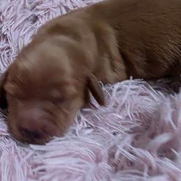 Tilly - Red female Dachshund puppy in Port Charlotte, Florida from Belinda's little darlings dachshunds