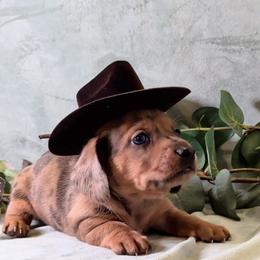 Boy 2 - Dapple male Dachshund puppy in Mt. Sterling, Illinois from Doxie Do's