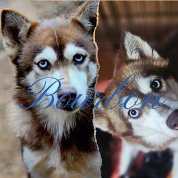 Mama - Pomsky