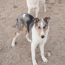 Phantom - Collie