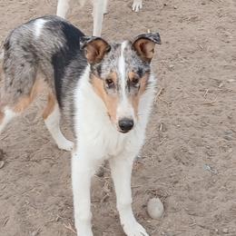 Phantom - Collie