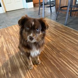 Whiskey - Toy Australian Shepherd