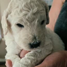 Creamy boy - White male Poodle puppy in Hammond, Maine from Meadow Mt Poodles of Maine