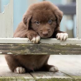 Thumper - Red & white male Australian Shepherd puppy in Windsor, New York from Double B Aussies